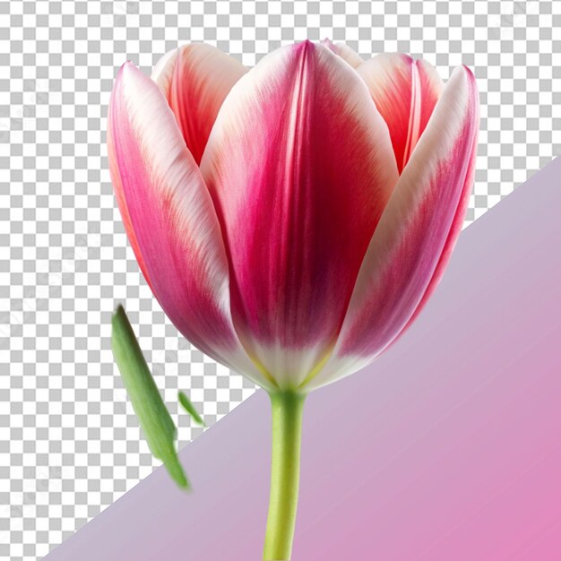 PSD tulip flower