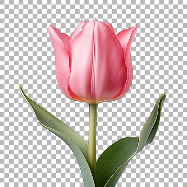 tulip flowers on transparent background