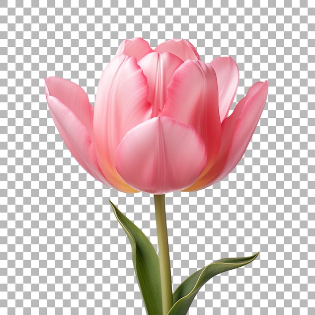 tulip flowers on transparent background