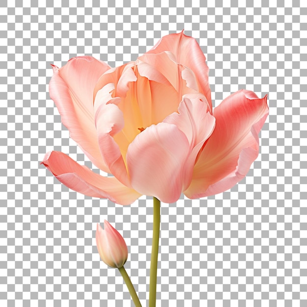 tulip flowers on transparent background