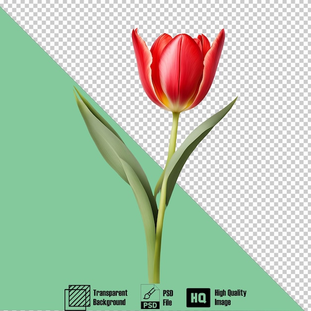 tulip red icon on the transparent background 2