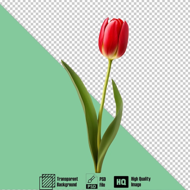 tulip red icon on the transparent background 3