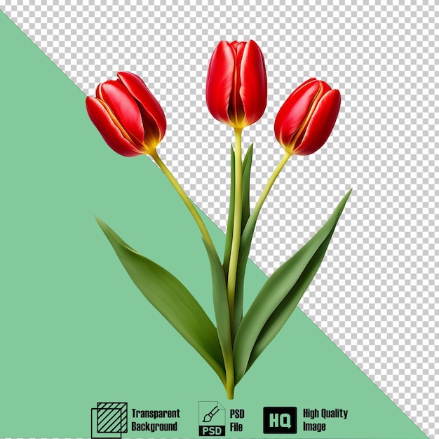 tulip red icon on the transparent background