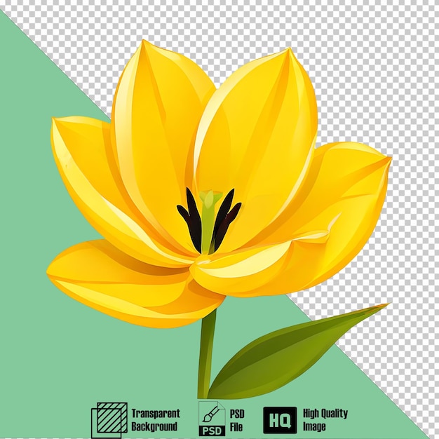 tulip silver on the transparent background 1