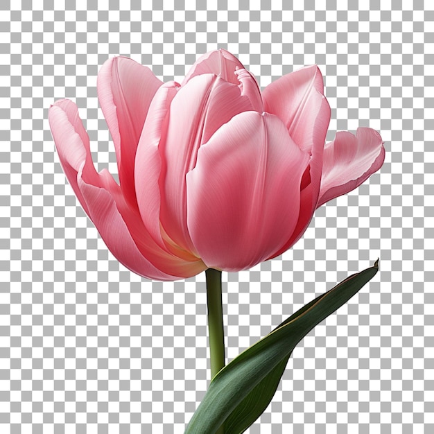 Tulip on transparent background