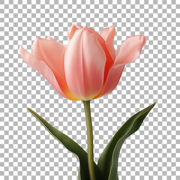 Tulip on transparent background