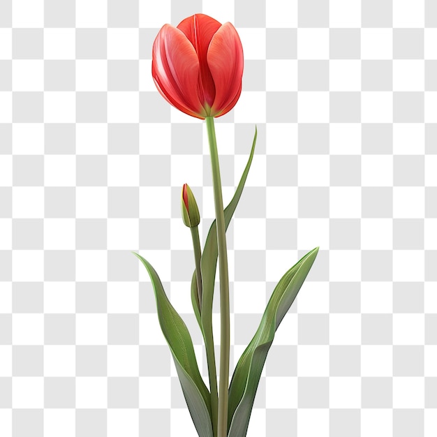 PSD tulip on white background render ultra realistic photo