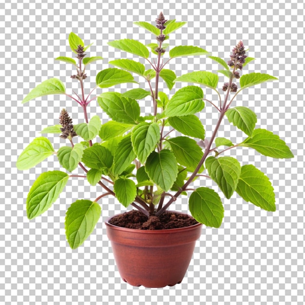 PSD tulsi plant on transparent background