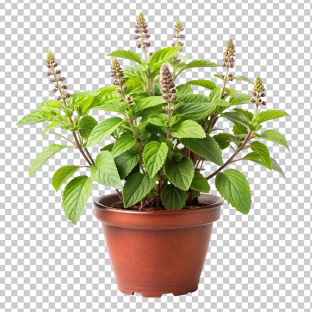 PSD tulsi plant on transparent background