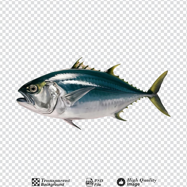 Tuna fish sea fish isolated cut out isolated on transparent background