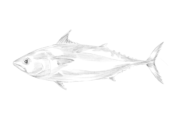 PSD tuna fish sketch illustration