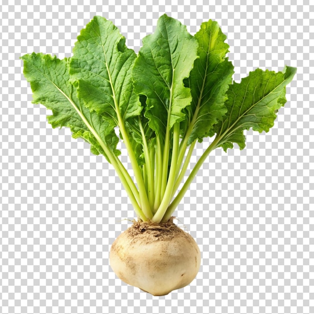 Turnip with leaves on transparent background