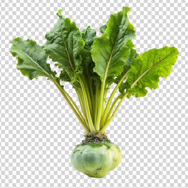 Turnip with leaves on transparent background