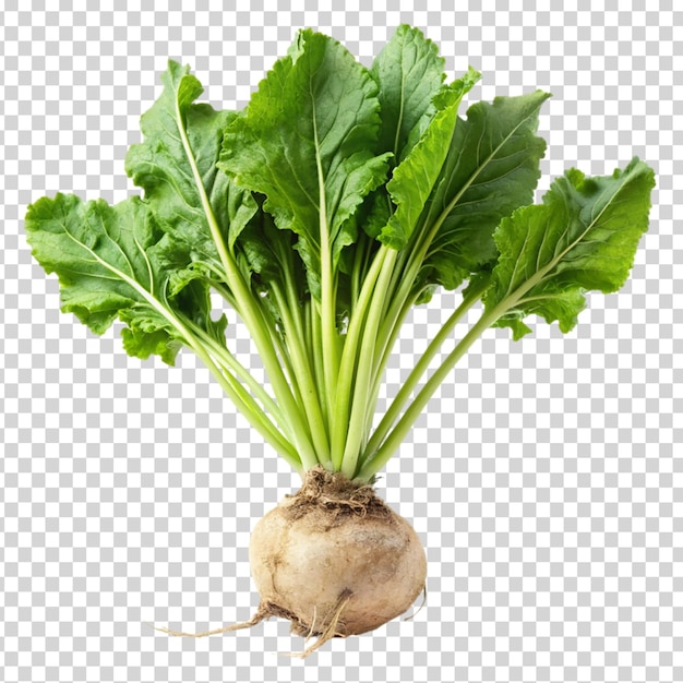 Turnip with leaves on transparent background