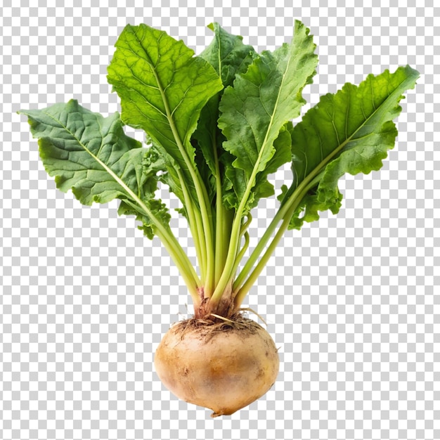 Turnip with leaves on transparent background