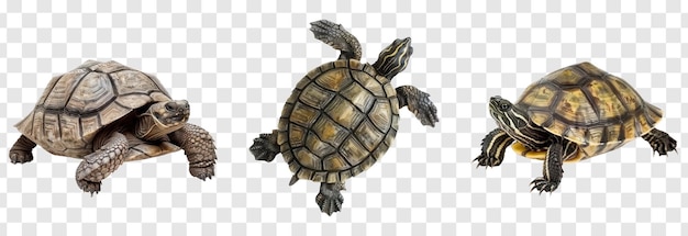 Turtle full body isolate on transparency background PSD