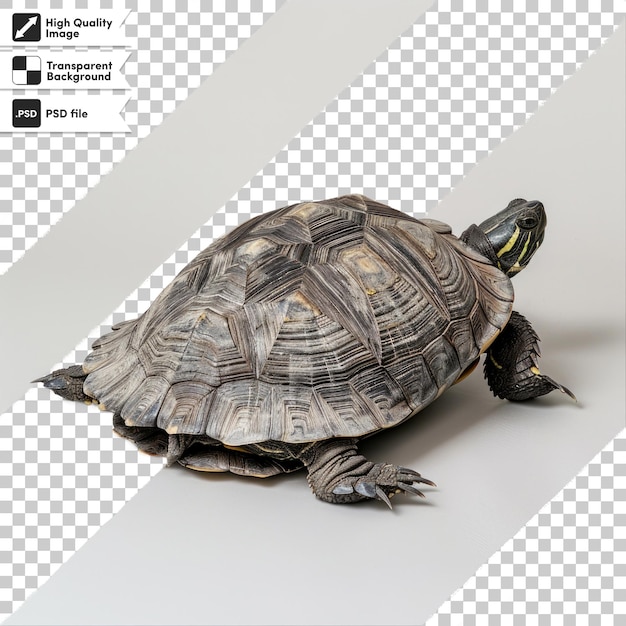 a turtle is shown with the image of a turtle on it