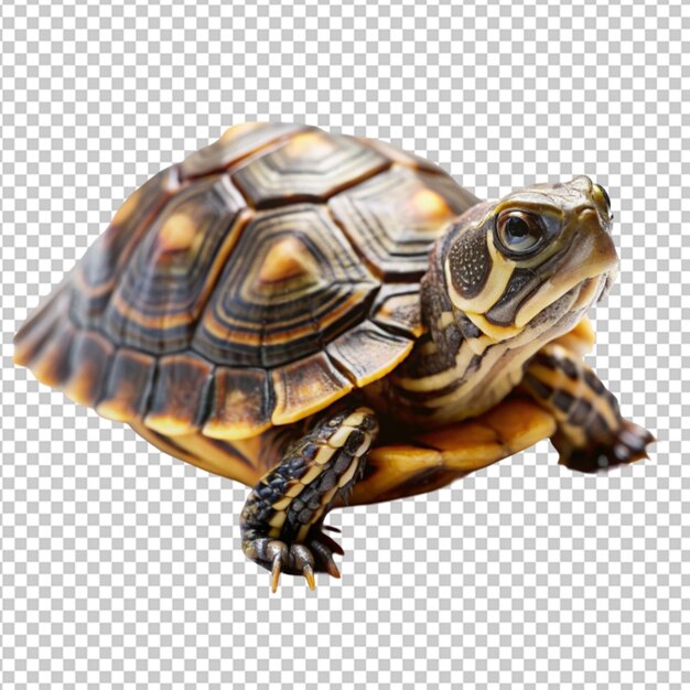 turtle on transparent background