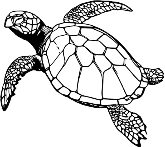 PSD a turtle with a black outline and a white background that says sea turtle