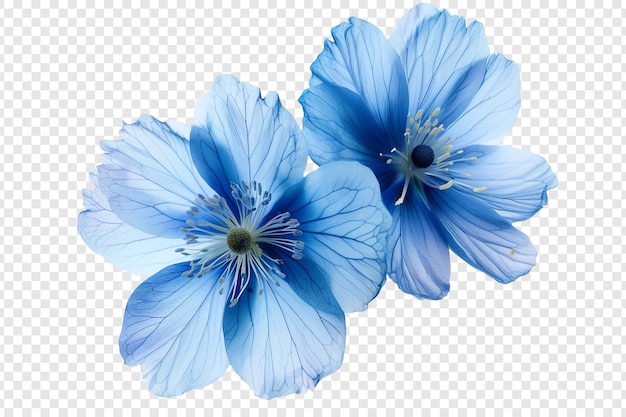 two blue flowers isolated on transparent background