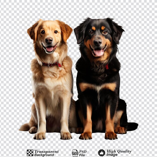 PSD two dogs isolated on transparent background