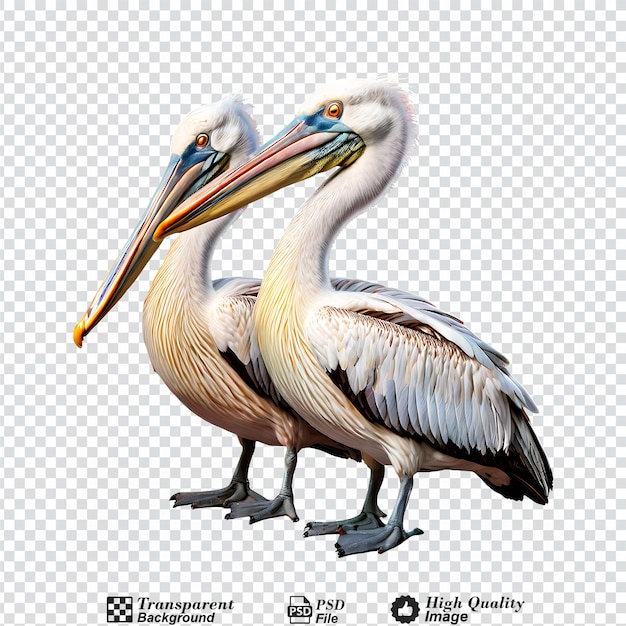 two pelicans isolated on transparent background