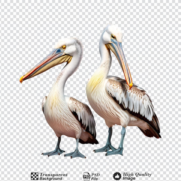 PSD two pelicans isolated on transparent background