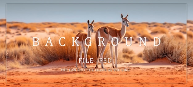 PSD two springbok gazelles standing in the desert