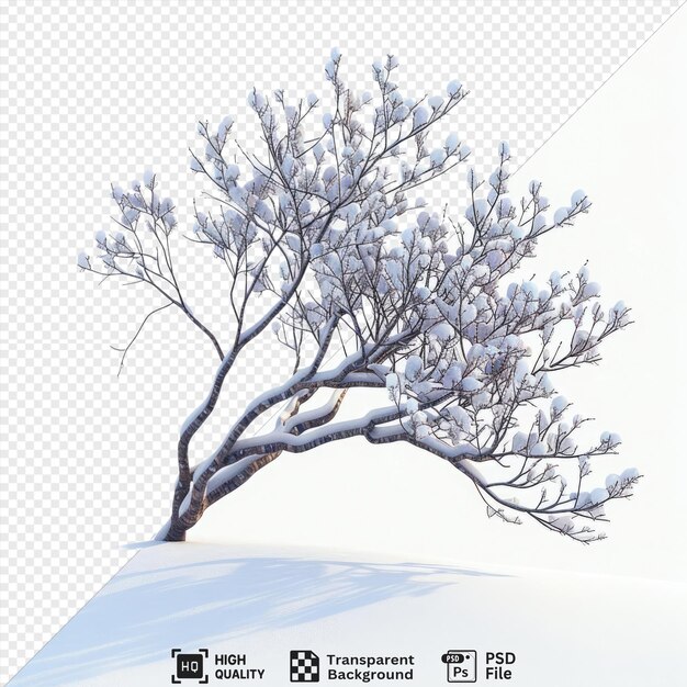 PSD unique branch covered in snow png clipart png psd