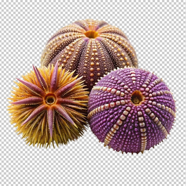 PSD urchins isolated on transparent background