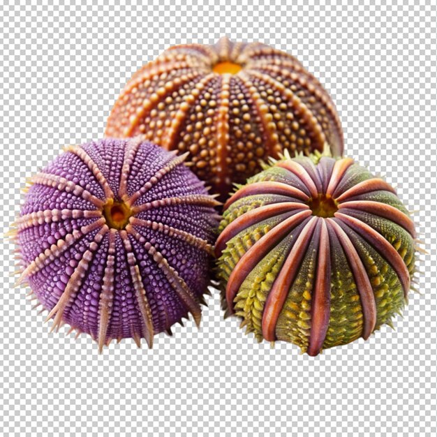 Urchins isolated on transparent background