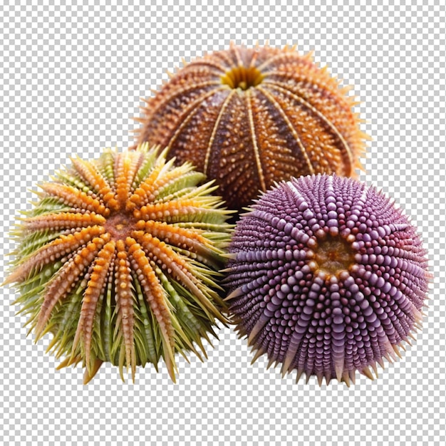 Urchins isolated on transparent background