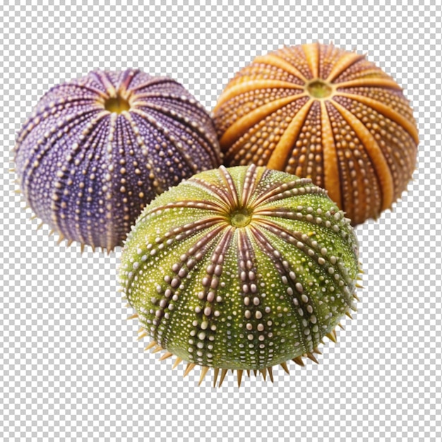 Urchins isolated on transparent background