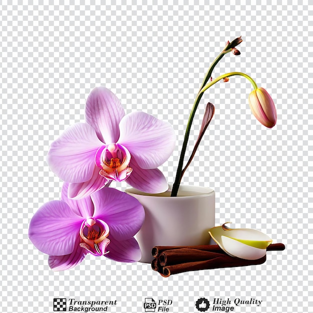 vanilla pods and orchid flower and isolated on transparent background