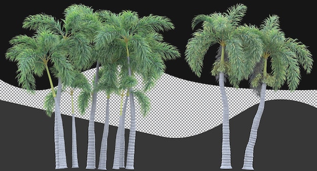 variety of palm trees isolated