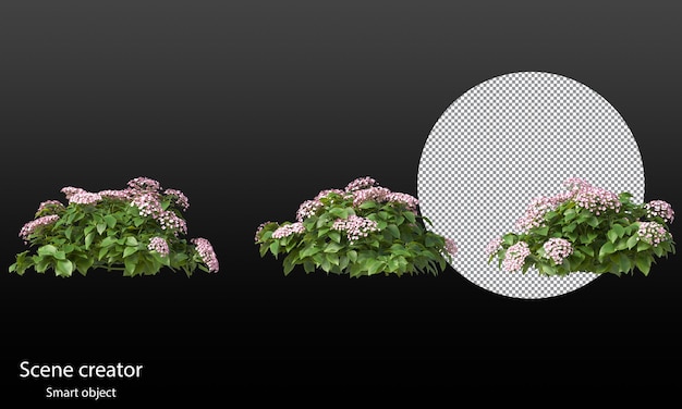 Variety of small plants isolated small plants clipping path