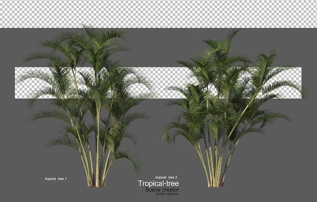 A variety of tropical trees