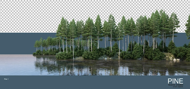 Various environments of pine forests