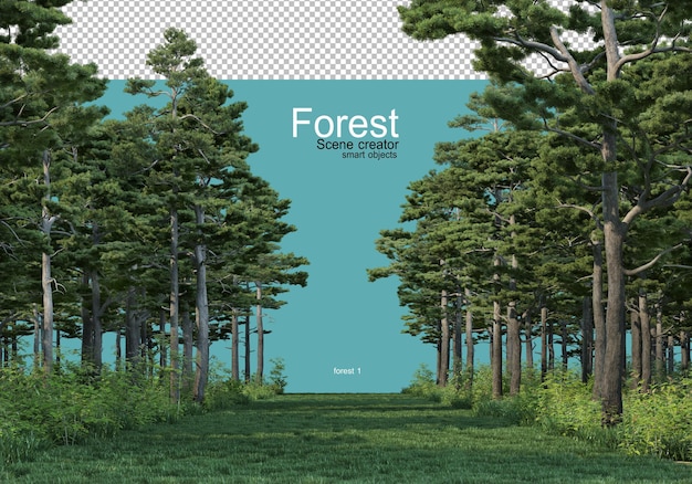 Various forms of forest