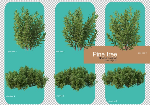 Various forms of pine trees rendering