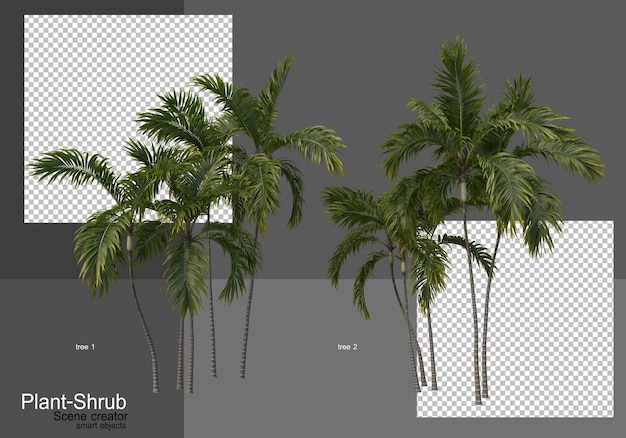 Various palm trees and shrubs