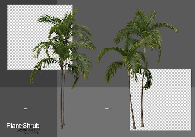 Various palm trees and shrubs