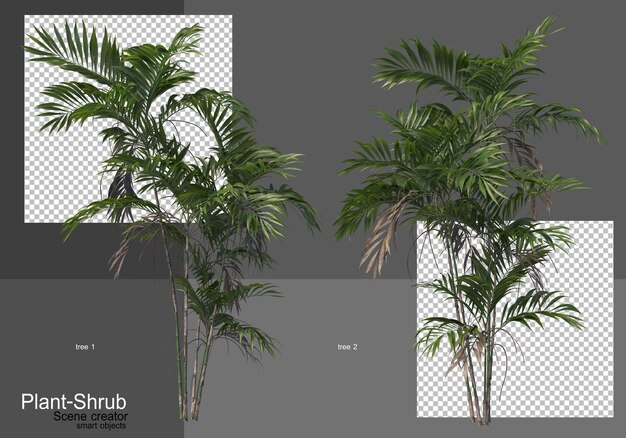 Various palm trees and shrubs