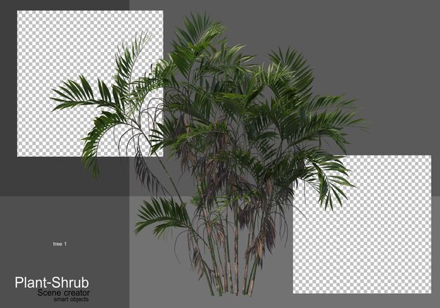 Various palm trees and shrubs