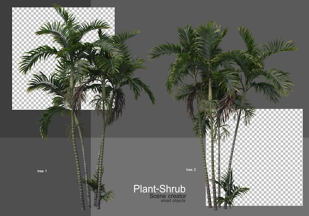 Various palm trees and shrubs