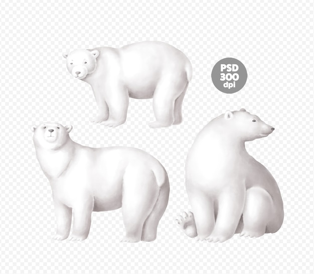 Various polar bears isolated