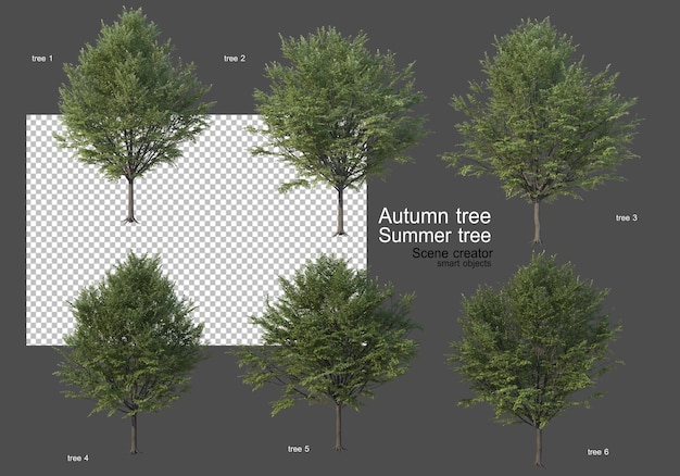 various types of autumn and summer trees