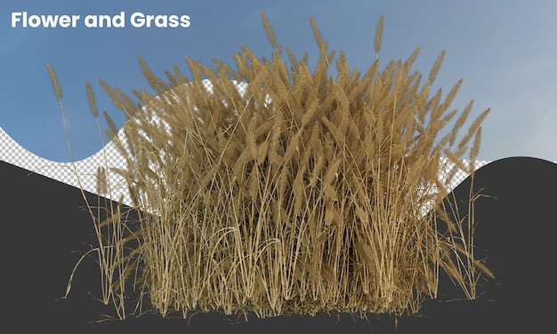 Various types of dried plants grass bushes shrub and small plants isolated