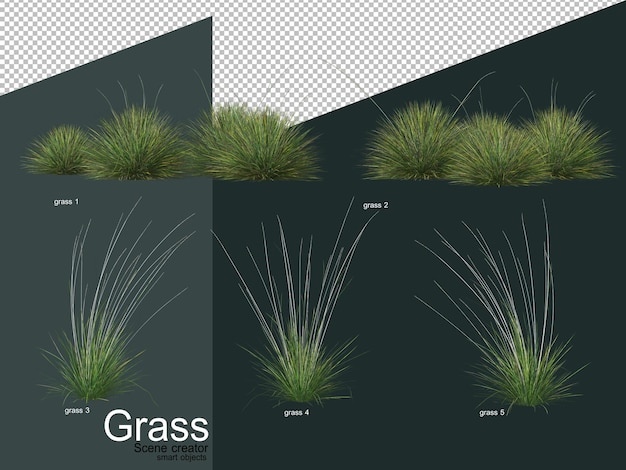 Various types of grass 3D rendering