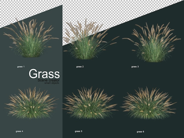 Various types of grass in 3d rendering